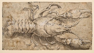 Gambero (recto) da Parmigianino
