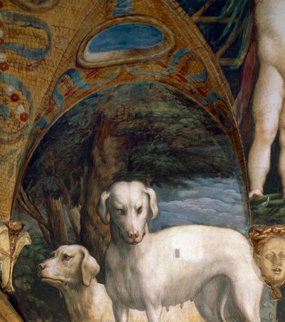 Coppia di cani, (dettaglio) dal Mito di Diana e Atteone, di Francesco Mazzola detto Parmigianino, affresco, lato nord della Sala di Diana e Atteone, Rocca Sanvitale, Fontanellato, vicino a Parma, Italia, circa 1524 da Parmigianino