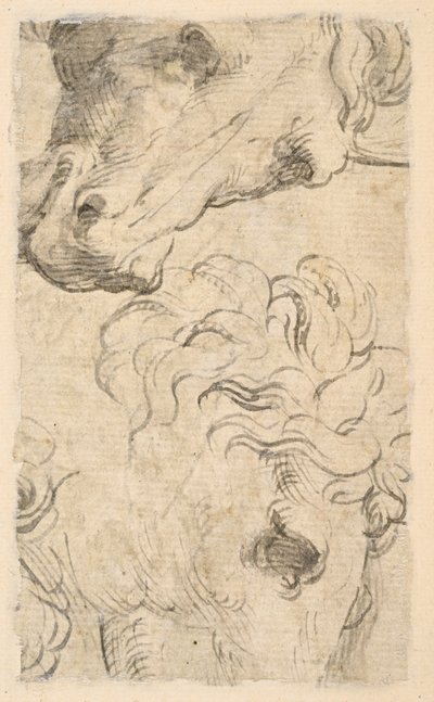 Due studi di teste di cavalli (frammento) da Parmigianino