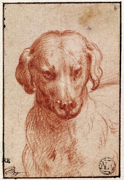 Testa di Cane da Parmigianino