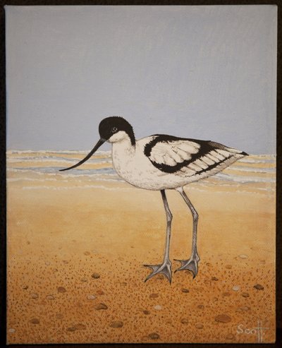 Avocetta, 2016 da Pat Scott