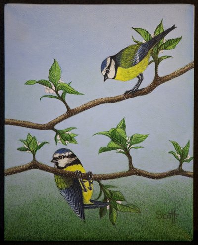 Bluetits, 2016 da Pat Scott