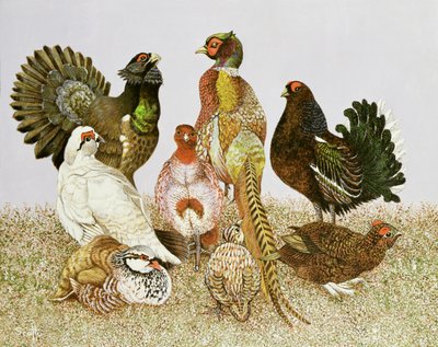 Uccelli da selvaggina da Pat Scott