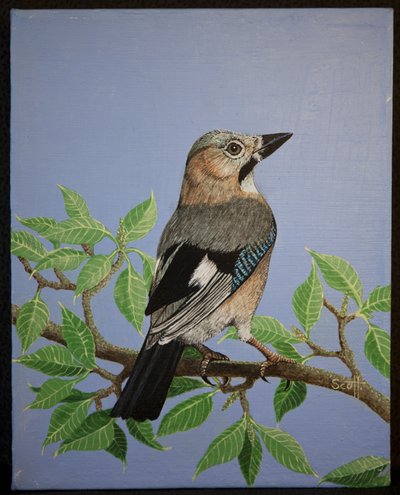 Jay, 2016 da Pat Scott