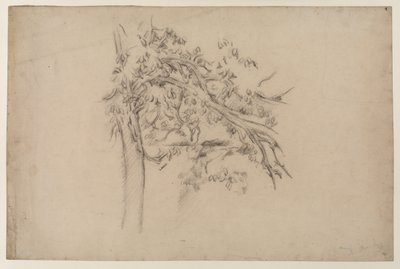 Studio di un albero, c.1885-87 (grafite su carta) da Paul Cézanne
