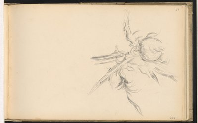 Cardo da Paul Cézanne