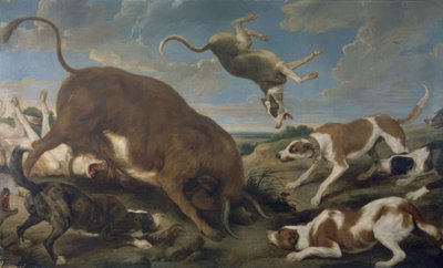 Toro attaccato dai cani – XVII secolo – Barocco fiammingo da Paul De Vos