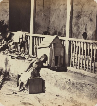 Chien de Garvel Martinica da Paul Emile Miot