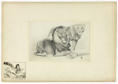 Leone e Leonessa da Paul Friedrich Meyerheim