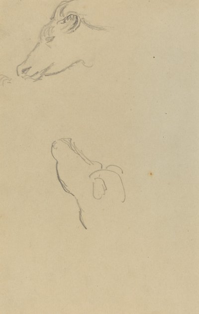 Testa di una mucca [recto] da Paul Gauguin
