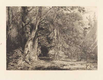 Inondazione nella Foresta dell