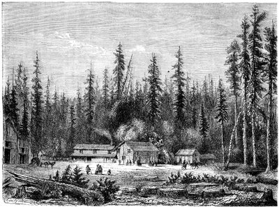 Foresta di sequoie giganti, California da Paul Huet
