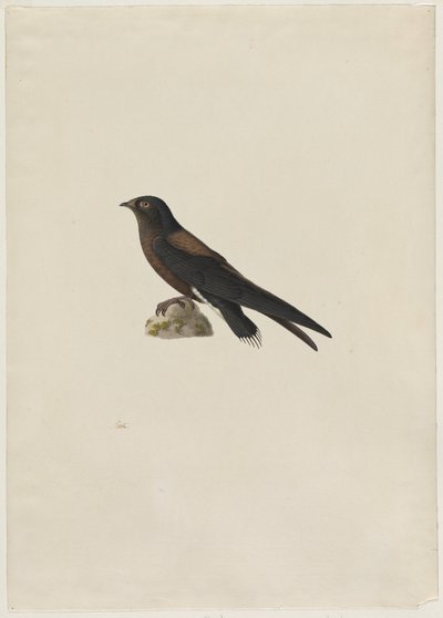Rondone codanera Hirundapus caudaculus, 1800s da Paul Huet