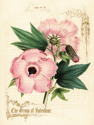 Fiori di ibisco rosa e fogliame da Paul Jerrard
