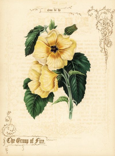Fiori e fogliame di ibisco giallo da Paul Jerrard