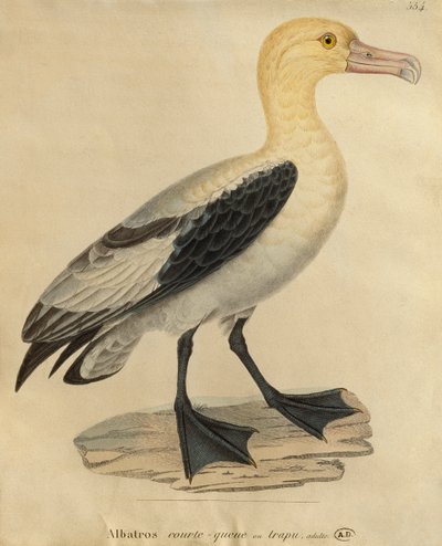 Albatros con coda corta da Paul Louis Oudart