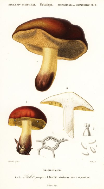 Fungo Bolet, Boletus circinans (incisione) da Paul Louis Oudart