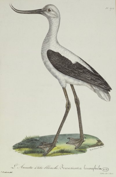 Avocetta dalla testa bianca, inizio XIX secolo da Paul Louis Oudart
