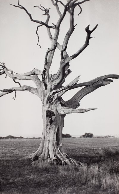 Albero morto, Romney Marsh da Paul Nash