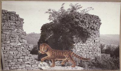 Tigre, Tigre, c.1938 da Paul Nash