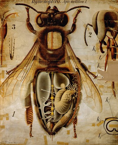 Anatomia dell