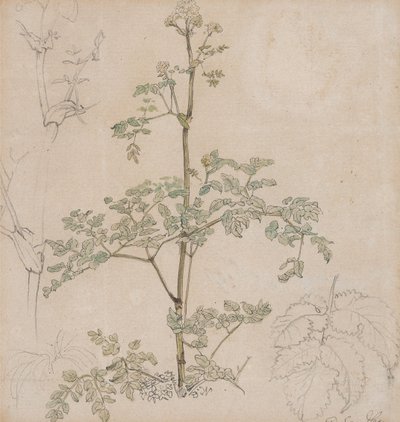 Studio di cerfoglio selvatico da Paul Sandby