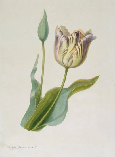 Tulipa, Tulipano da Pauline Girardin