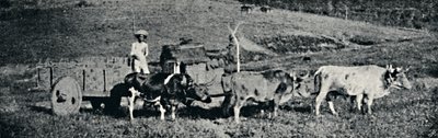 Carro de boi, 1895 da Paulo Sack