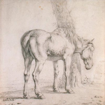 Un vecchio cavallo da Paulus (attr.to) Potter