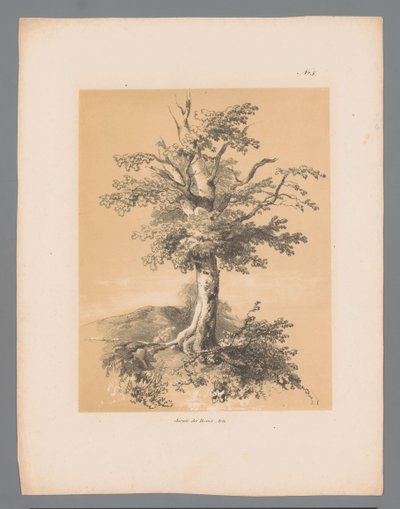 Albero da Paulus Lauters