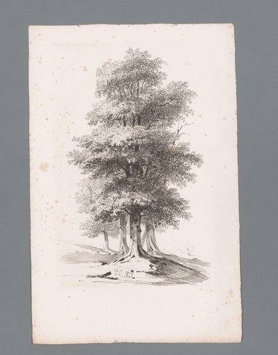 Gruppo con cinque alberi da Paulus Lauters