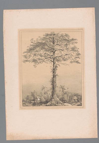 Albero Kankantri da Paulus Lauters