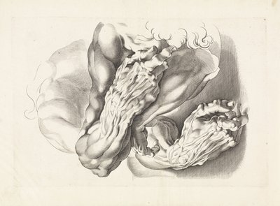 Studi anatomici di braccia da Paulus Pontius