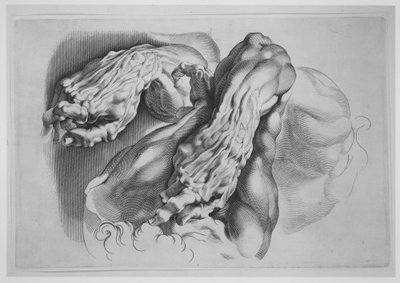 Tre studi di Écorchés, dopo il 1640 da Paulus Pontius