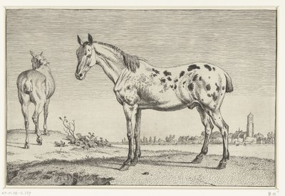 Il cavallo decapitato da Paulus Potter