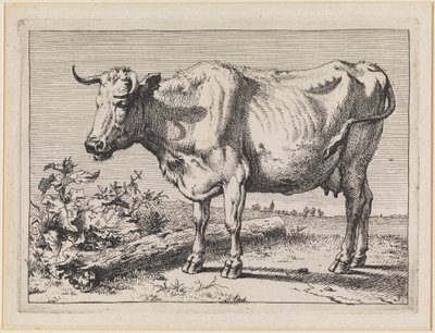 Mucca con corno ritorto da Paulus Potter