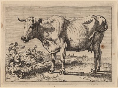 Mucca in piedi (Mucca con un corno accartocciato) da Paulus Potter