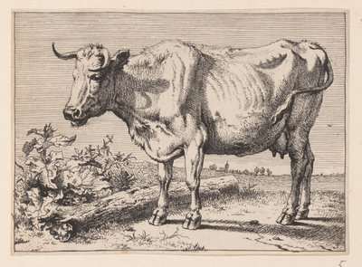 La mucca con il corno stropicciato, da Vari buoi e mucche da Paulus Potter