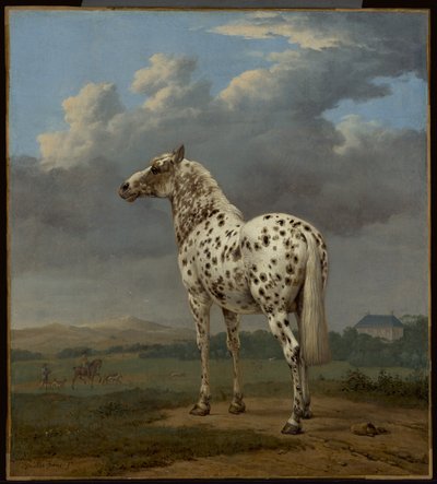 Il cavallo "piebaldino da Paulus Potter