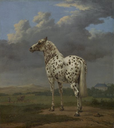 Il cavallo pezzato da Paulus Potter