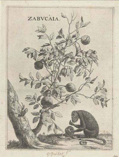 Albero di Zabucai e una scimmia da Paulus Potter
