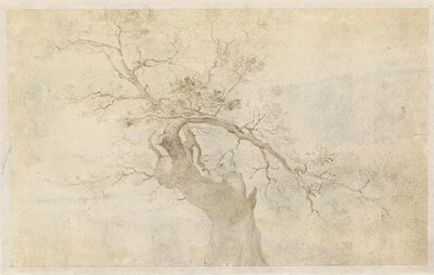 Studio di un albero nodoso da Paulus Willemsz. van Vianen