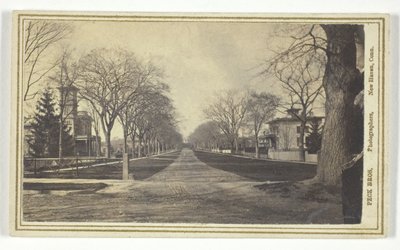 Viale Hillhouse da Peck Brothers