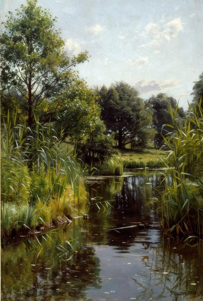 Canna al lago da Peder Monsted