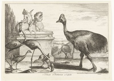 Casuarissen, purperkoet en flamingo