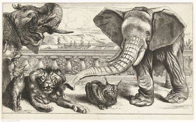 Elefanti, leoni e linci nei giardini di Versailles da Peeter Boel (attributed to)