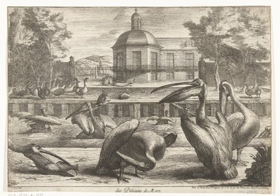 Pellicani da Peeter Boel (attributed to)