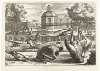 Pellicani da Peeter Boel (attributed to)