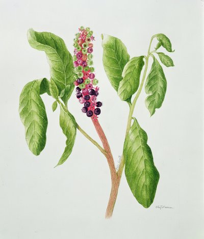 Phytolacca (watercolor) da Peggy Wyatt