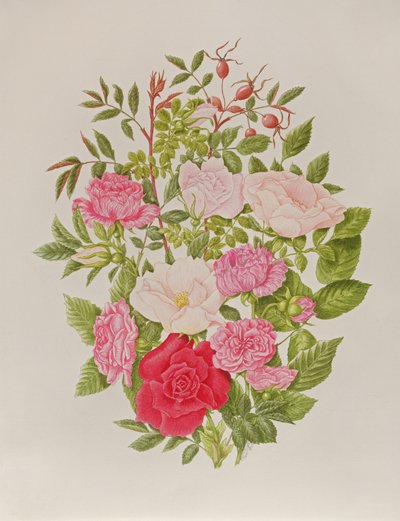 Varie rose rosa (acquerello) da Peggy Wyatt